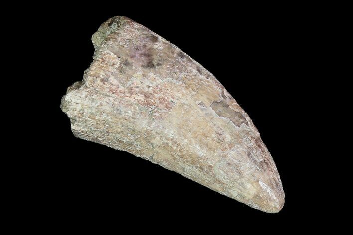 Robust, Tyrannosaurus Rex Tooth - South Dakota #93149